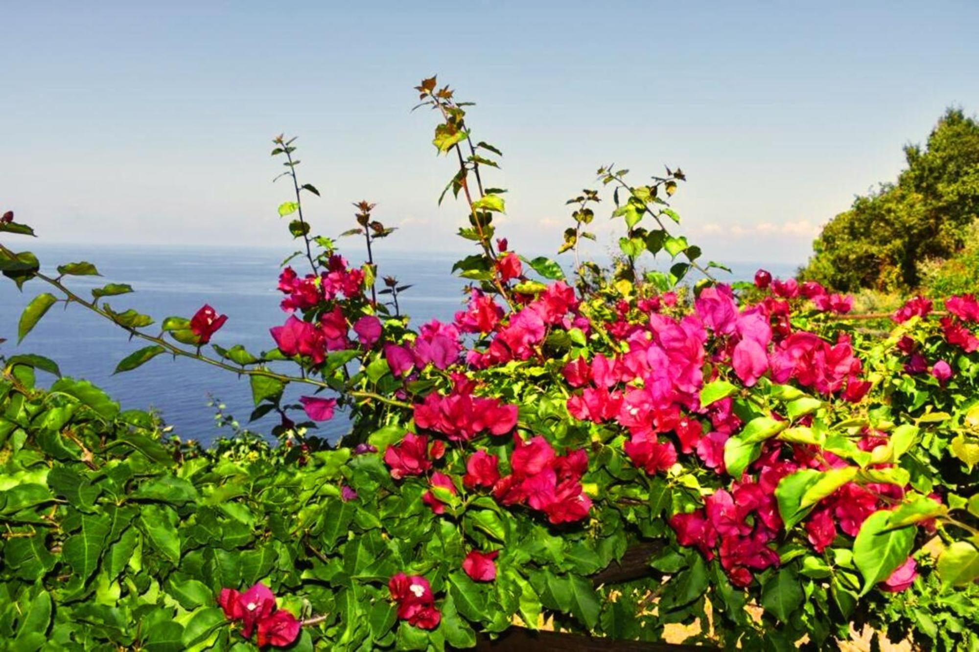 Bellezza In Cilento Panoramic Apts Castellabate Kültér fotó